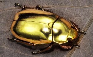 Золотой жук (Эдгар Аллан По) Майский Жук