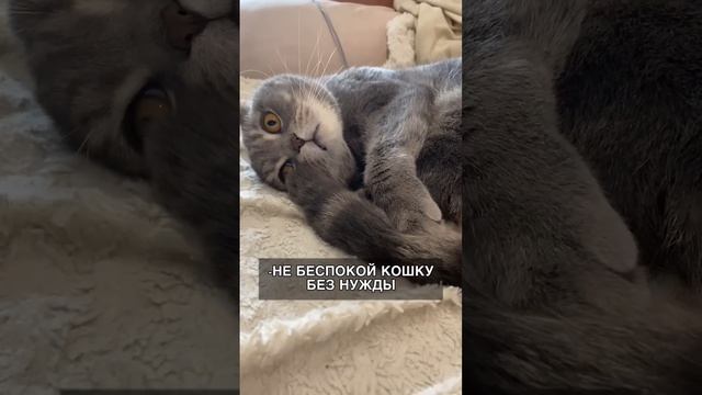 6 ВЕЩЕЙ, КОТОРЫЕ НЕЛЬЗЯ ДЕЛАТЬ С КОШКОЙ!