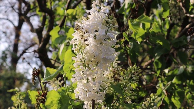 Корфу. Часть 3 - Олеся Николаева. Рассказы смотреть онлайн