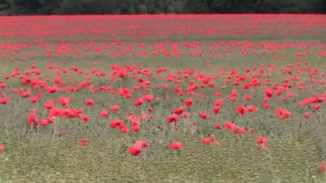 Горюя на могилке бабушки, сиротка услышала за спиной шум, обернувшись, чуть не потеряла дар речи.. смотреть онлайн