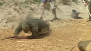 Жан-Поль Бельмондо