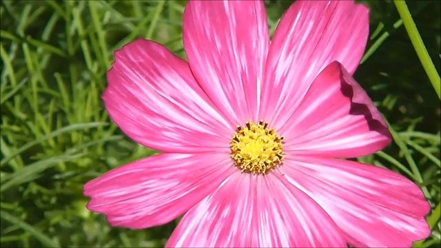 Космея (космос, красотка) смотреть онлайн