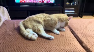 Рыжий кот Гриша умывается и показывает попу