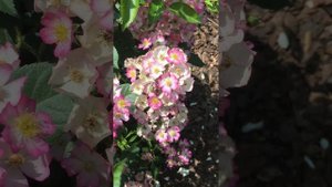 Роза Балерина(rose Ballerina)#shorts#rose#flowers#розы