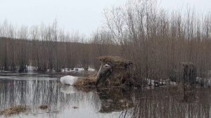 Весенняя охота с подсадной уткой 2023 год.