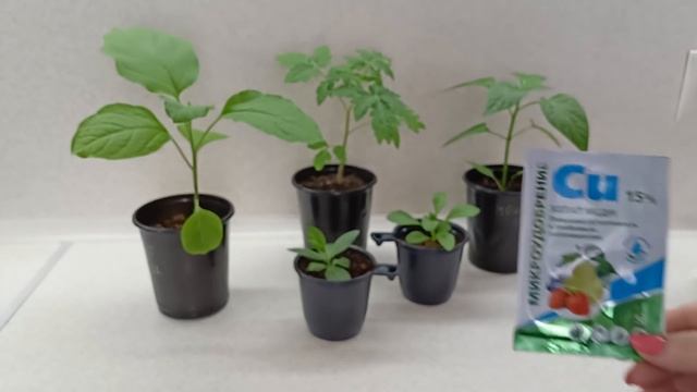 Причины появления "варёных листьев на рассаде,увядание рассады.Как помочь.1 апреля 2022 г. смотреть онлайн