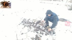 Медвежий орех  Лещина древовидная  Córylus colúrna