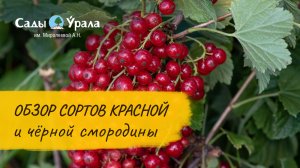 Сорта красной и черной смородины. Сады Урала. Телепередача Земля Уральская. Архив 2011 год