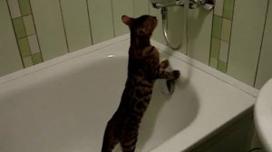 Бенгальская кошка Зара - открывает краник и пьет воду с краника