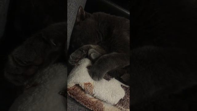 Котам тоже снятся сны смотреть онлайн