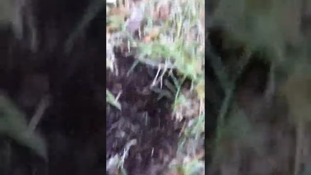 Whites spectra V3i смотреть онлайн