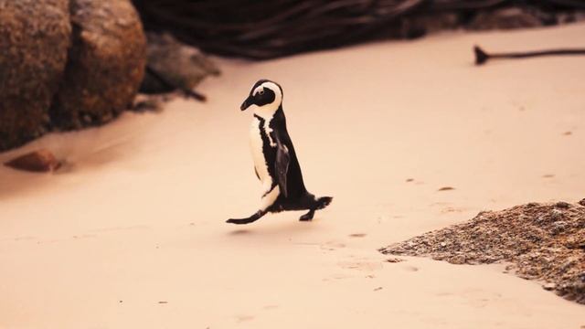 Пингвины в Зоопарке Мадагаскар - Смешные Дикие животные | Звери в зоопарке Зоопарк онлайн смотреть онлайн