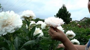 Пион Festiva Powder Puff. Весна 2018