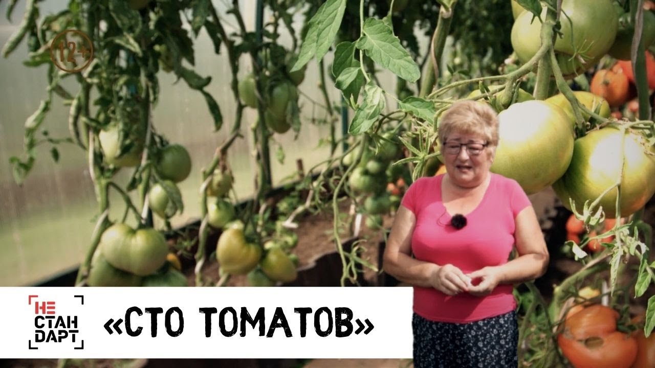 «Сто томатов» . Нестандарт