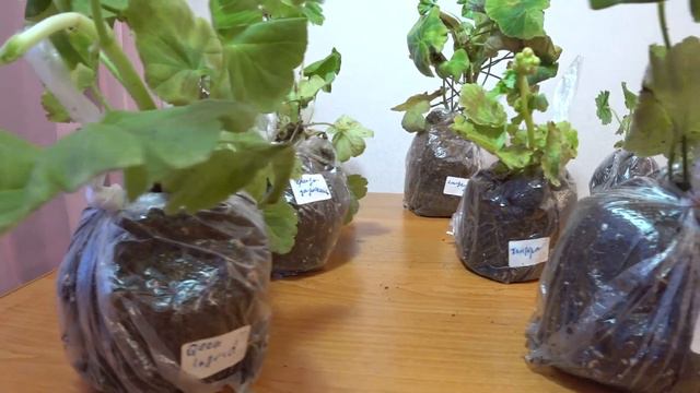 Шок ! Посылка с пеларгониями(геранью).10 дней в пути! смотреть онлайн