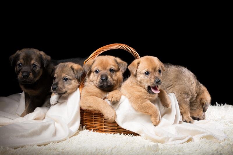 НАШИ ЗЕНЯТА. ВЕДЬМИНА ИЗБА. ИНГА ХОСРОЕВА.mp4