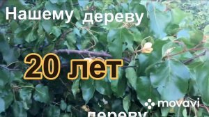 #абрикосананасный Абрикос АНАНАСНЫЙ сорт К.Ф.Костиной /Pineapple apricot