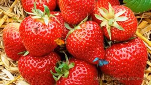 Земляника садовая Бравура (fragaria bravura) 🌿 обзор: как сажать, рассада, саженцы земляники Бравур
