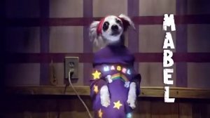 Гравити Фолз с собачками