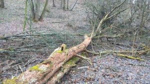 Груша на дрова часть I