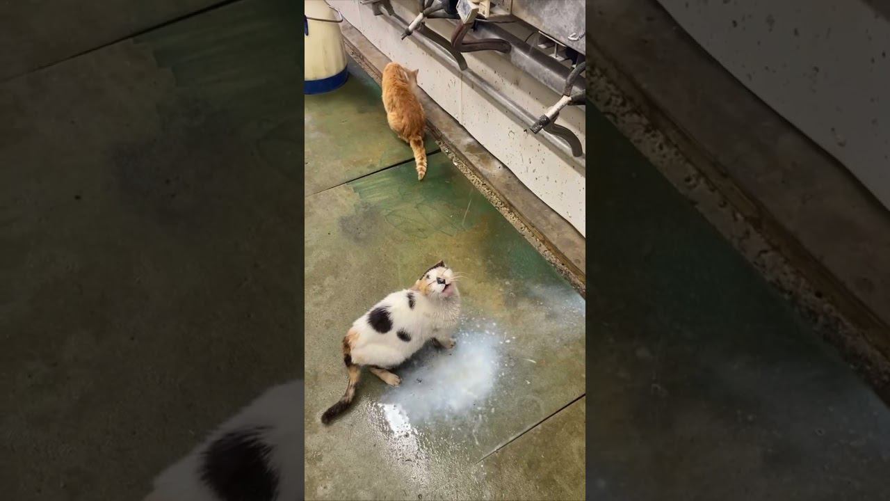 У этого парня жизнь явно идёт по плану. смотреть онлайн