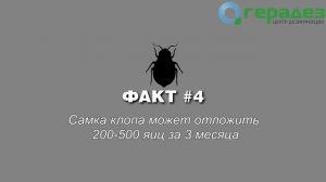 7 фактов о постельных клопах