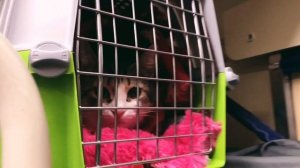 С КОШКОЙ В ПОЕЗД: КАК ПОДГОТОВИТЬСЯ? ЧТО ВЗЯТЬ С СОБОЙ?