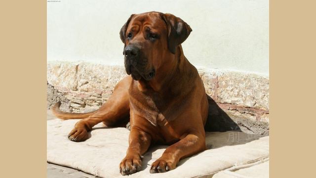 Самые опасные собаки в мире смотреть онлайн