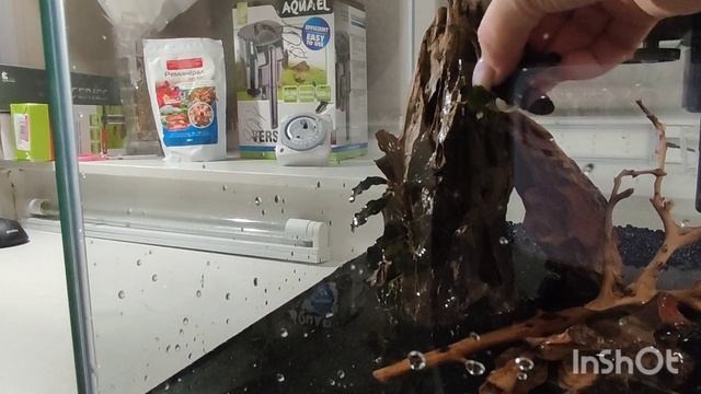 Запуск креветочника часть 1. Нано кубик 30 литров. смотреть онлайн