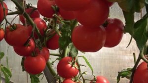 Настоящие СОРТА томатов из Турции: удивят вас своим вкусом и урожайностью!