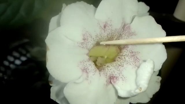 Запилення глоксинії САТ-Первый Снег #квіти #plants #запилення смотреть онлайн