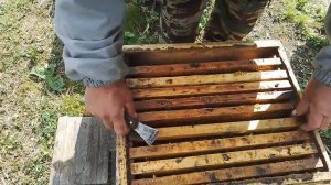 Рутовская система пчеловодства. Вторые корпуса рано . 1 мая