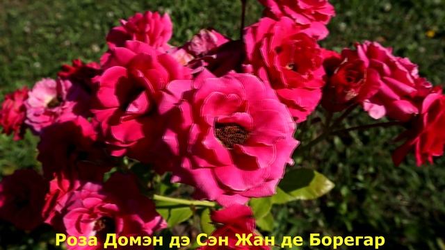 Красивые розы с железным характером. Цветут обильно, устойчивы к жаре, дождю