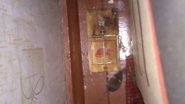 Мышь попалась в мышеловку (mouse Caught In A Trap)