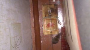Мышь попалась в мышеловку (mouse caught in a trap)