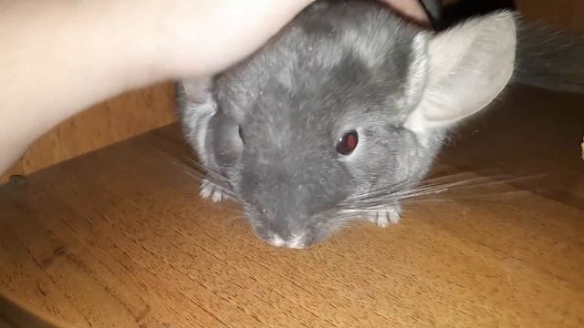 Шиншилла Окрас Коричневый Бархат! смотреть онлайн