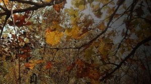 Лермонтов М.Ю. стихотворение "Когда волнуется желтеющая нива"