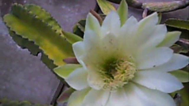 Cactus Flower and Lily  CACTUS FLOWER