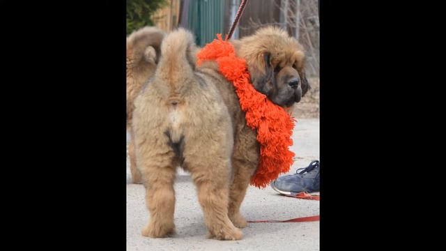 Вандзарио Халиси 2,5 месяца смотреть онлайн