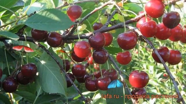 Вишня обыкновенная Щедрая (prunus cerasus) ? вишня Щедрая обзор: как сажать саженцы вишни Щедрая