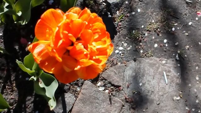 Райские яблони в цвету. Магнолии,рябчик Персидский,кандык,мускари.#мойсад #райскиеяблони #04.2020