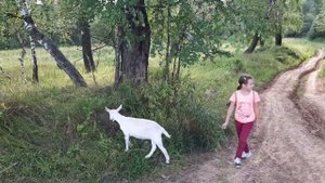 Козел Яша. Марьинское. 22.07.2023