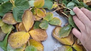 Перезимует ли клубника НСД сортов Мурано и Крапо 10!?