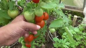 ТОМАТ КАЗАБАЛЫКСКИЙ СУПЕРРАННИЙ - ДЕТ