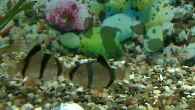 Барбусы дерутся01_27030212.mp4 смотреть онлайн