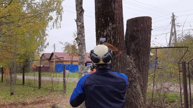 Валим тополь с корня между домом и проводами, но мешает одна ветка смотреть онлайн