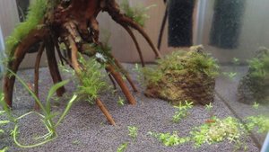 Какой объем аквариума выбрать.