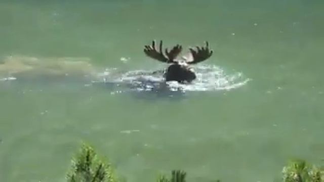 Ныряющий лось смотреть онлайн