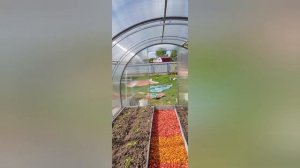 Новые радужные дорожки в теплицах из щепы!