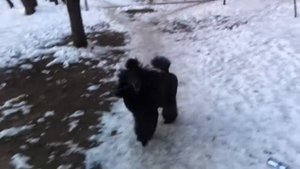 Большой черный пудель